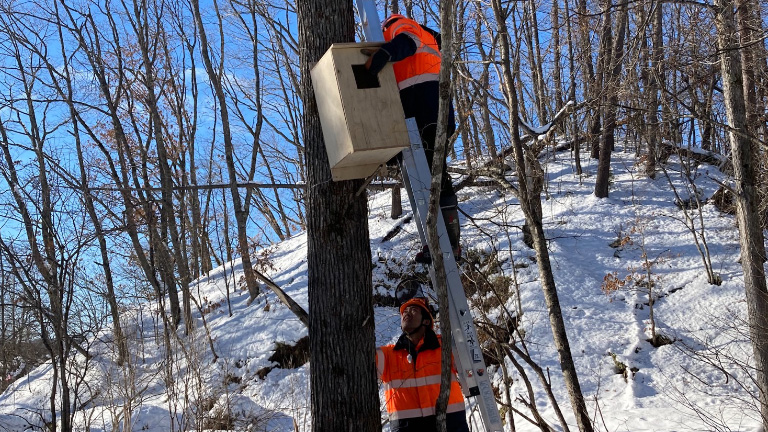 Hokkaido: Installation of owl nesting boxes