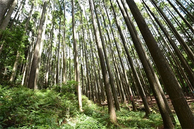 Japanese cedar in Mitsui's forest