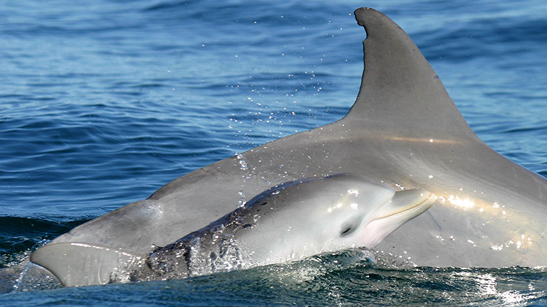 Dolphin Research
