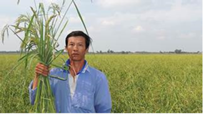 Farmer harvesting floating rice