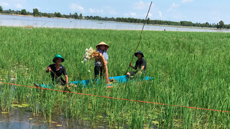 ANU researcher and researchers from An Giang University's Research Centre for Rural Development (RCRD) visit research sites in Dong Thap province and An Giang province Vietnam, September 2017