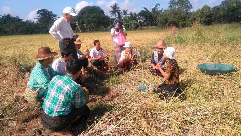 Community-based floating rice variety selection in Myanmar with RCRD researchers, Yangon University researchers and farmers, December 2017