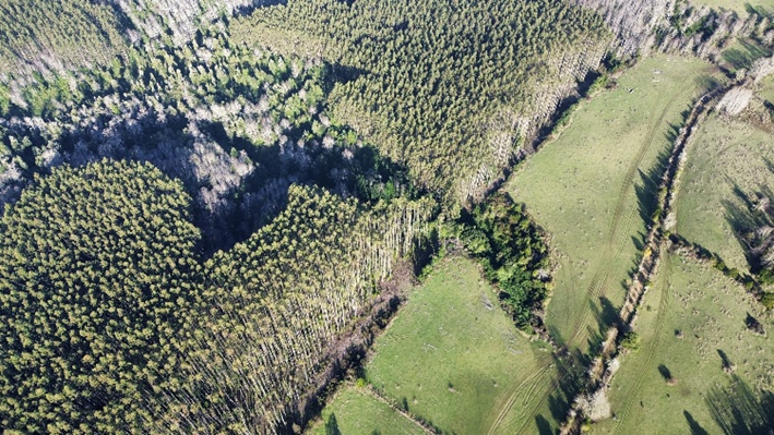 Trans Pacific Plantation SpA (TPP)