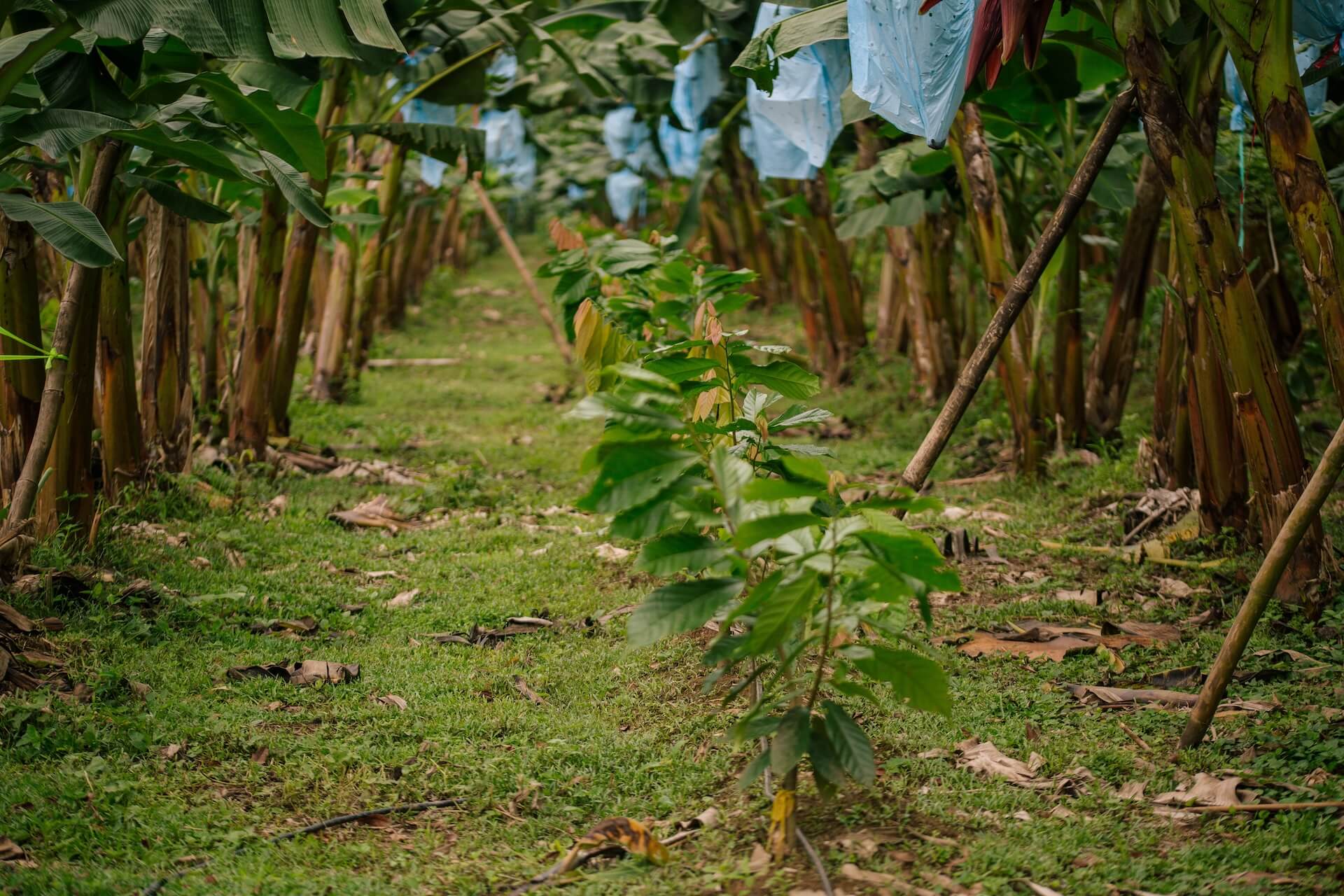 再生農業で叶える食料生産の安定と豊かな自然