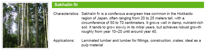 Sakhalin Fir
