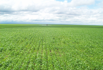 Xingu's Tabuleiro Farm - A part of the farm will be leased to The Joint Venture Company