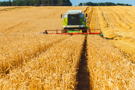 Wheat field of Europe