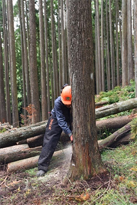 Felling a tree