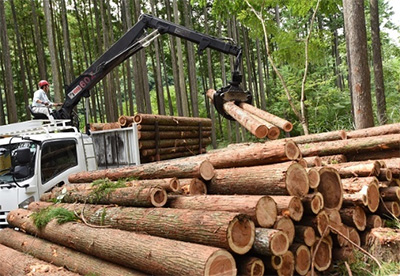 Hauling away logs