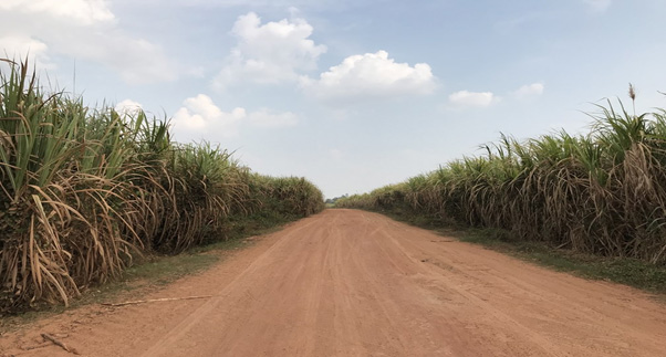 Sugar cane field in Udon Thani