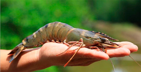 Farmed shrimp (Black Tiger shrimp)