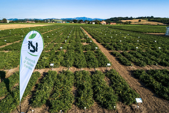 ISI Sementi's tomato variety trial