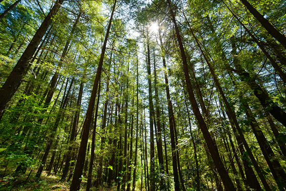 Forests managed by New Forests