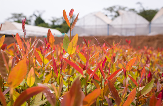 New Forests Nursery