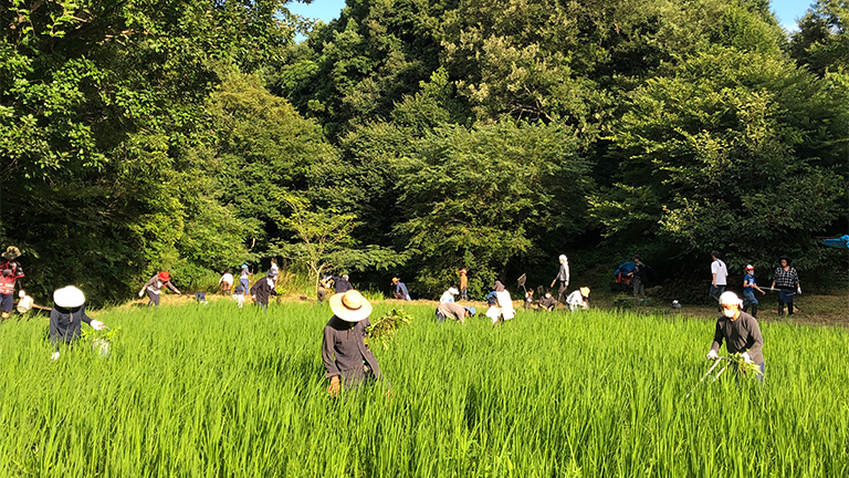 <Weeding> Weeding helps the growth of pesticide-free rice.