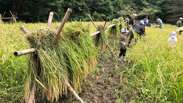 <Harvesting> Harvested rice is hung on the drying ground to dry.