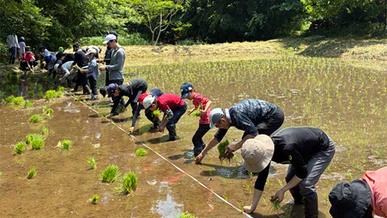 <Rice Planting> Seedlings of Koshihikari rice and sake rice (Japanese rice) are planted by hand.