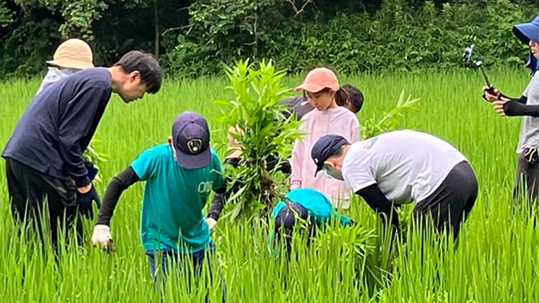 <Weeding> Weeding helps the growth of pesticide-free rice.