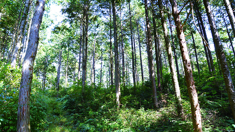 One of the forests managed by the Okayama Forest Maintenance Public Corporation to generate J-Credits