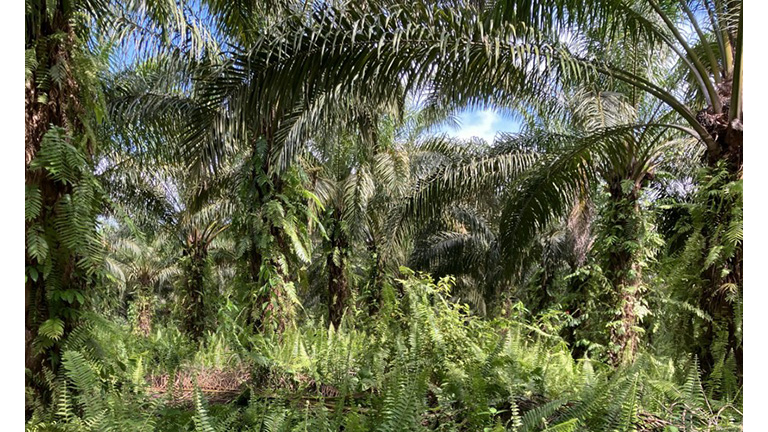 Advancing Sustainable Palm Oil Sourcing through a Landscape Approach