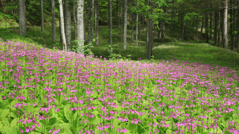 The interface with nature