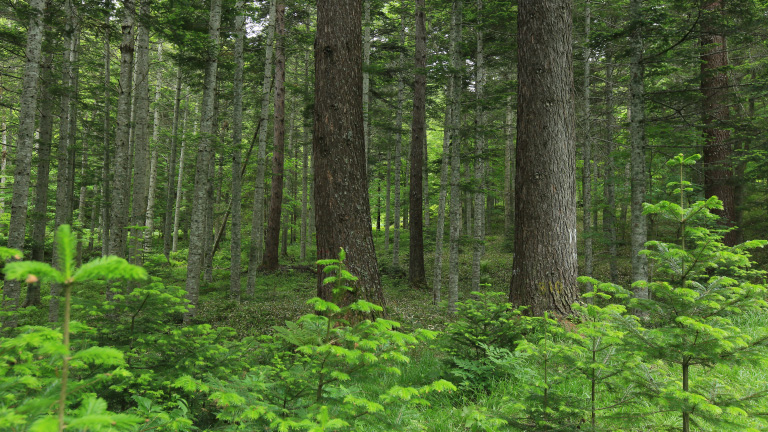 The interface with nature