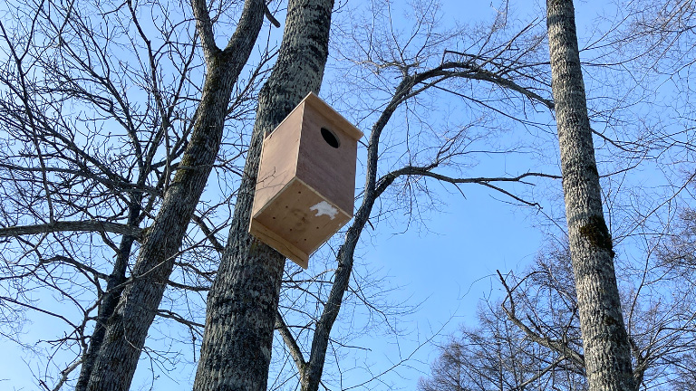 Hokkaido: Installation of owl nesting boxes