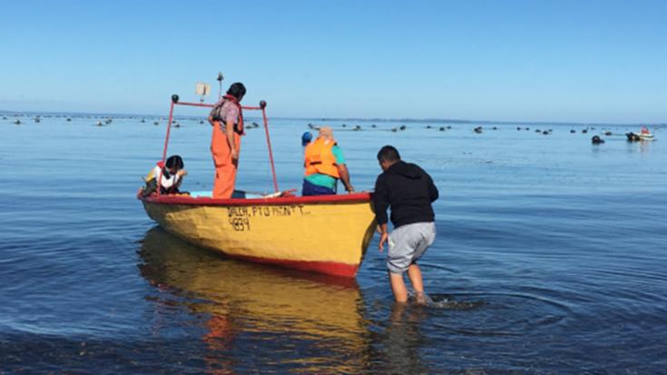 A sampling operation near the city of Puerto Montt in southern Chile (January 2019)