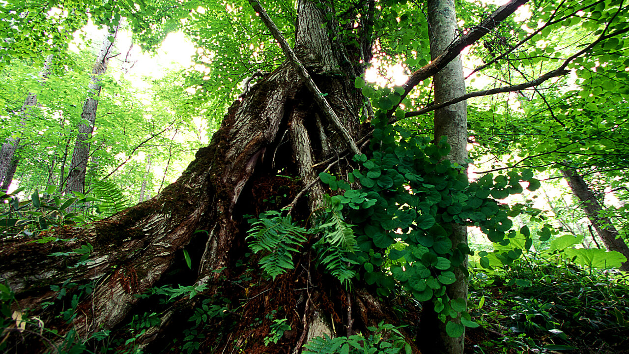 Katsura trees have a long life. As long as the roots are alive, buds will repeatedly regenerate and grow even if the trunk rots and falls over.