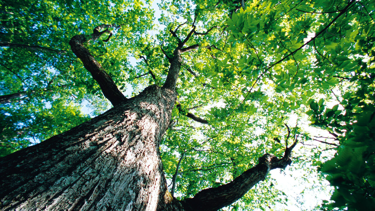 A large oak tree. The exact age is unknown, but it’s brimming with a powerful life force.