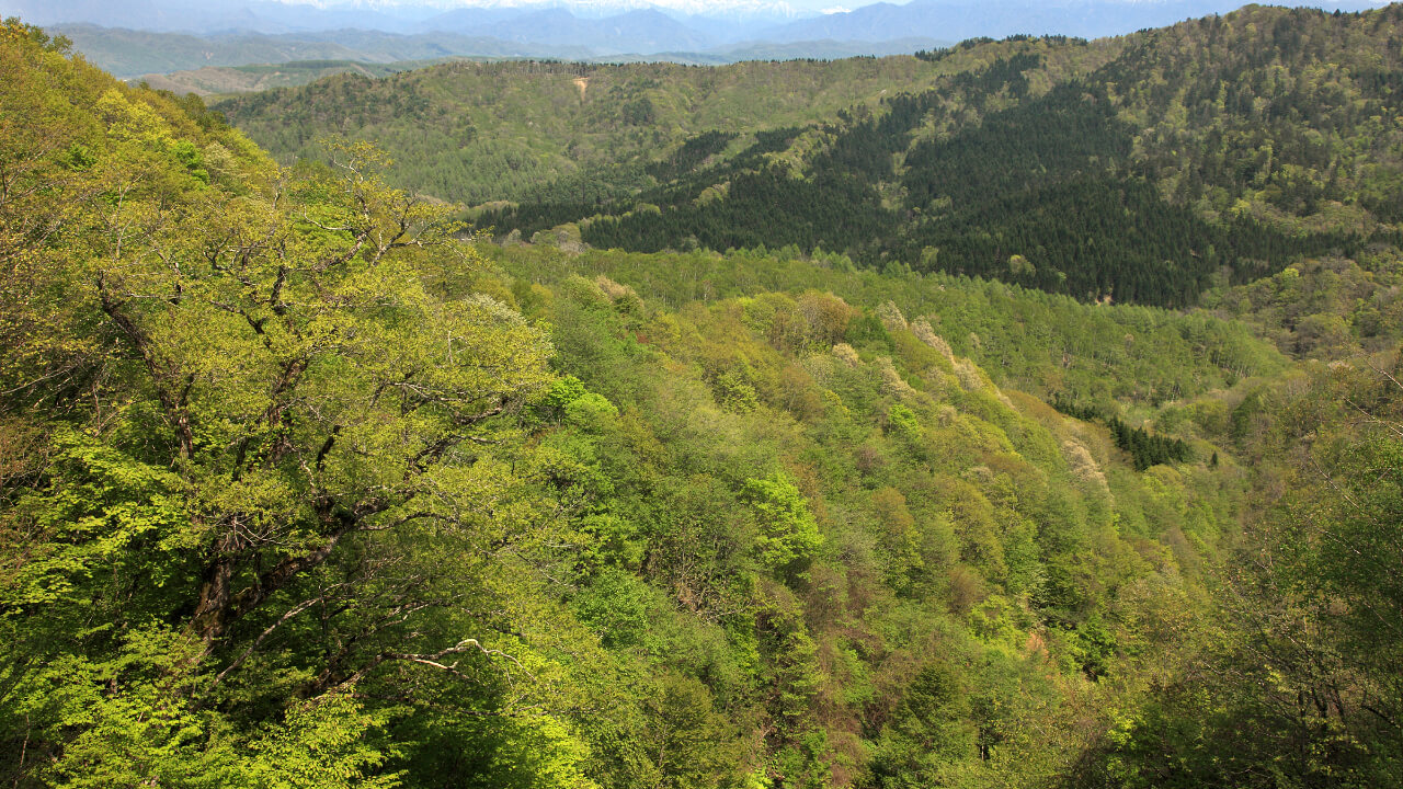 Taken from an area overlooking the Saru Forest. Hidaka Mountains can be seen in the distance.