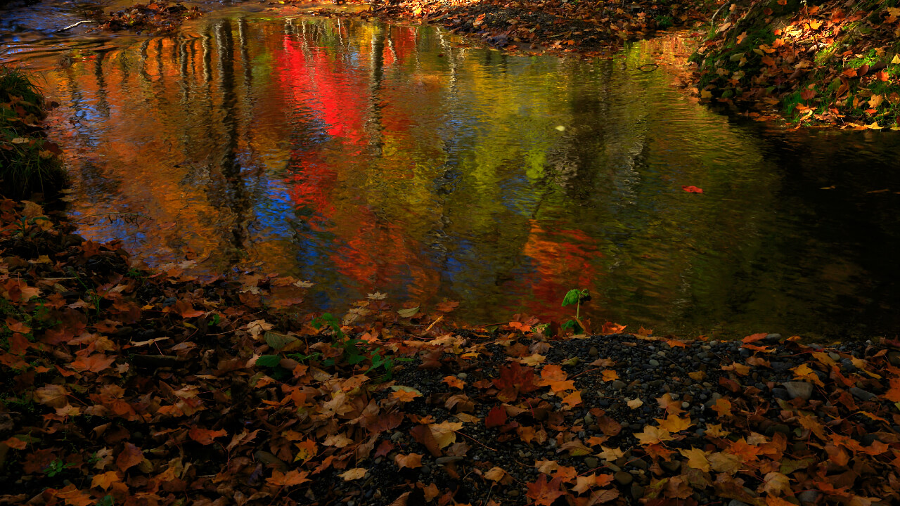 Surface of the river shimmers with colorful foliage.