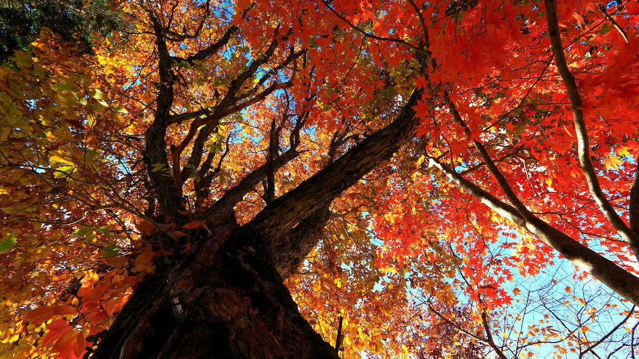 Fall foliage of the Japanese oak. Japanese oak that have decreased in number in Japan are being grown at Saru Forest.