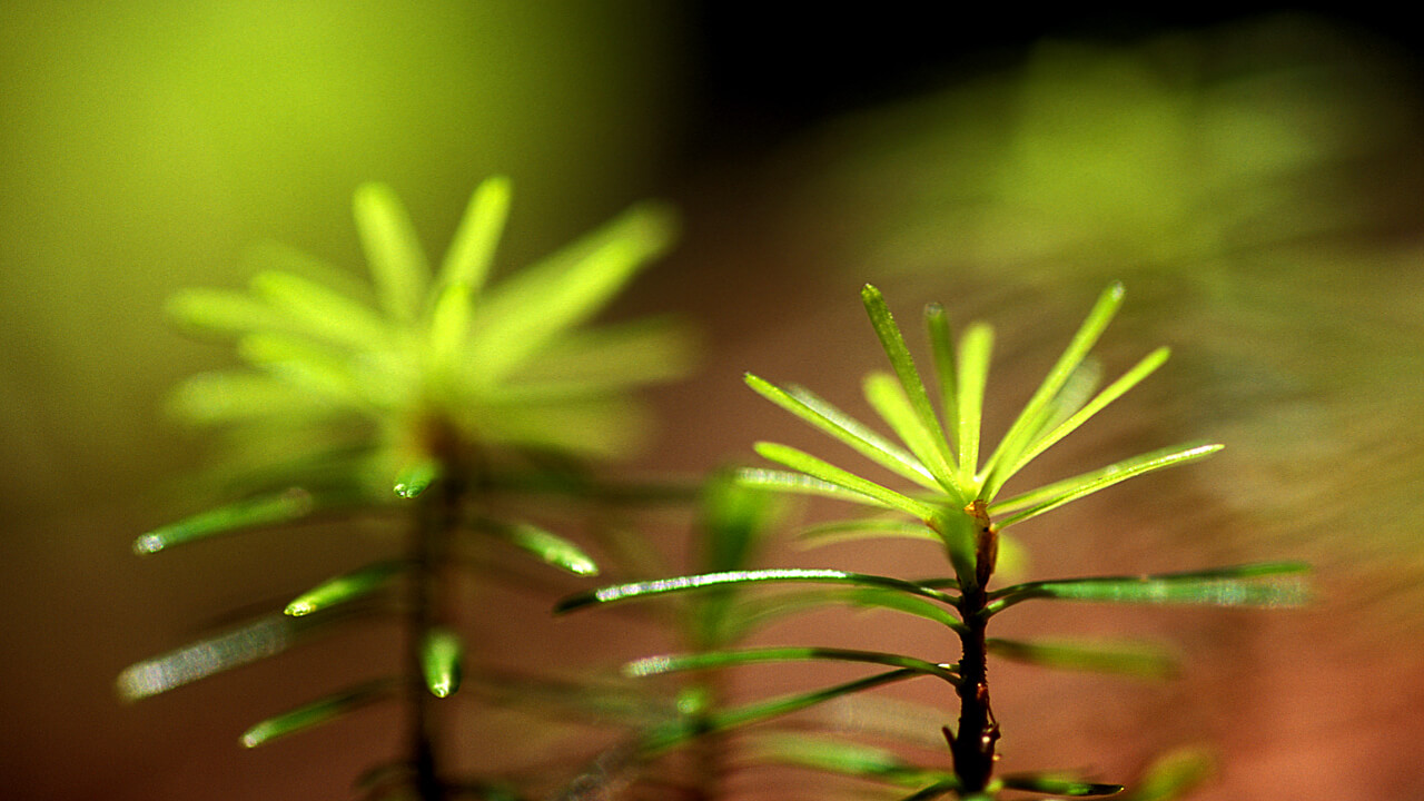 Naturally regenerated Sakhalin fir saplings. It will continue to grow even bigger.