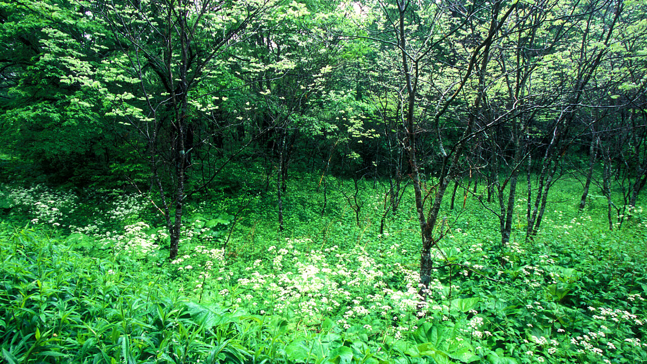 You can see various species of flowers and trees in the spring in the Niwan Forest.