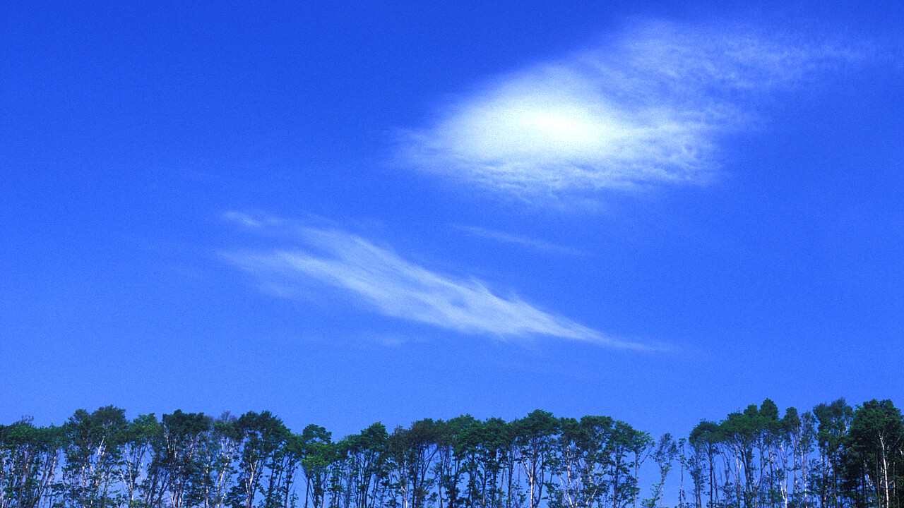 The sky seems more spacious looking up from Niwan Forest.