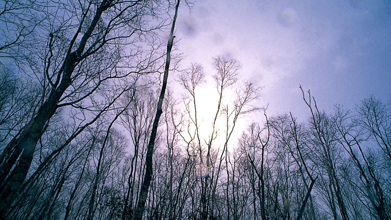 Fantastic winter landscape at Niwan Forest