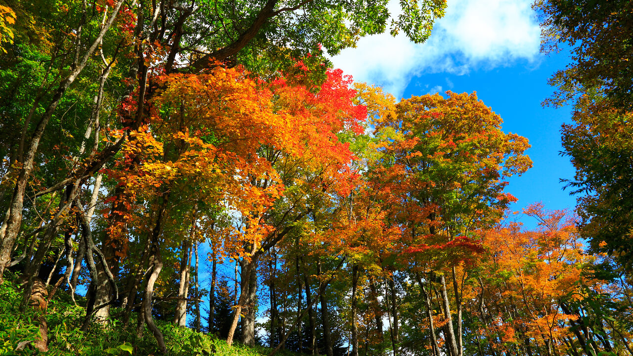 Clear blue sky on a sunny fall day.