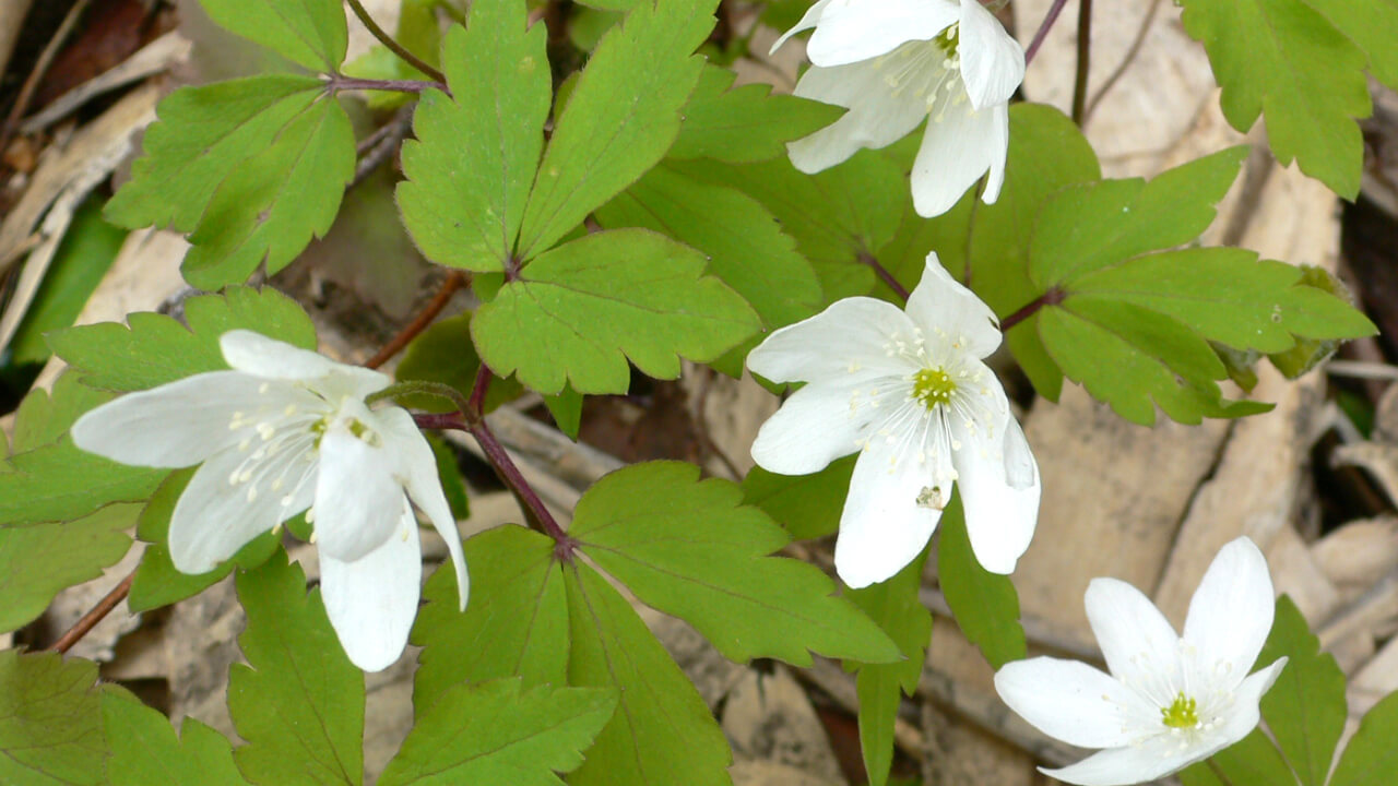 Small, white flowers bloom on the anemone yezoensis.