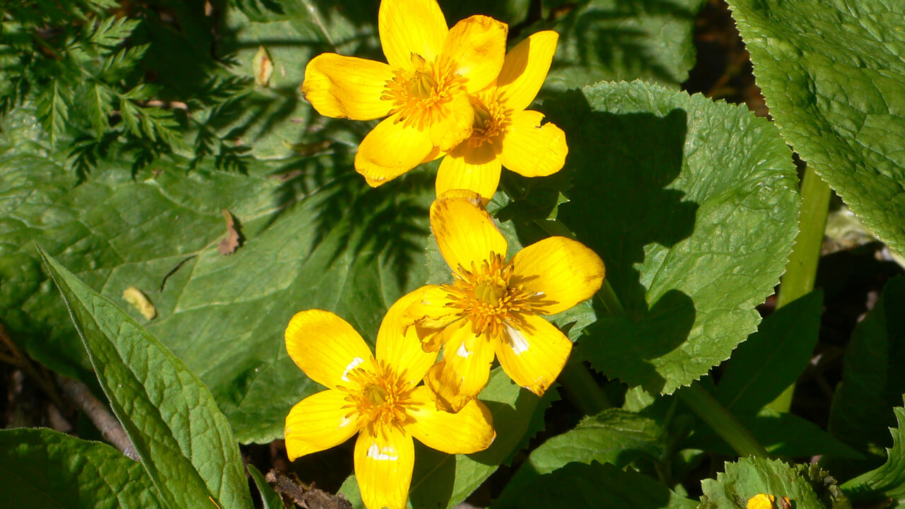 The marsh marigold is edible, but has a slight bitter taste.