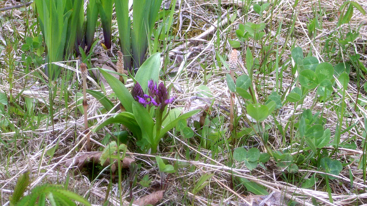 The orchis aristata are similar to flying plovers if you look closely at the petals.