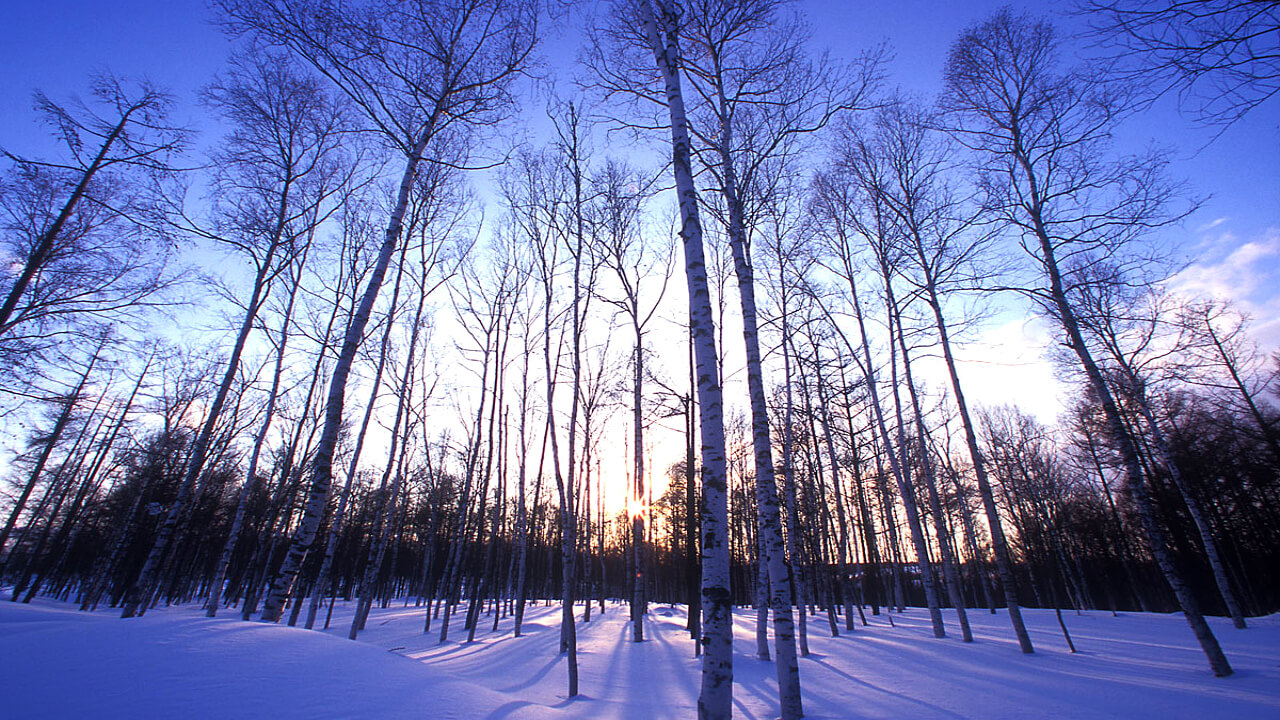 During the winter, snowmobiles are used to survey the forests.