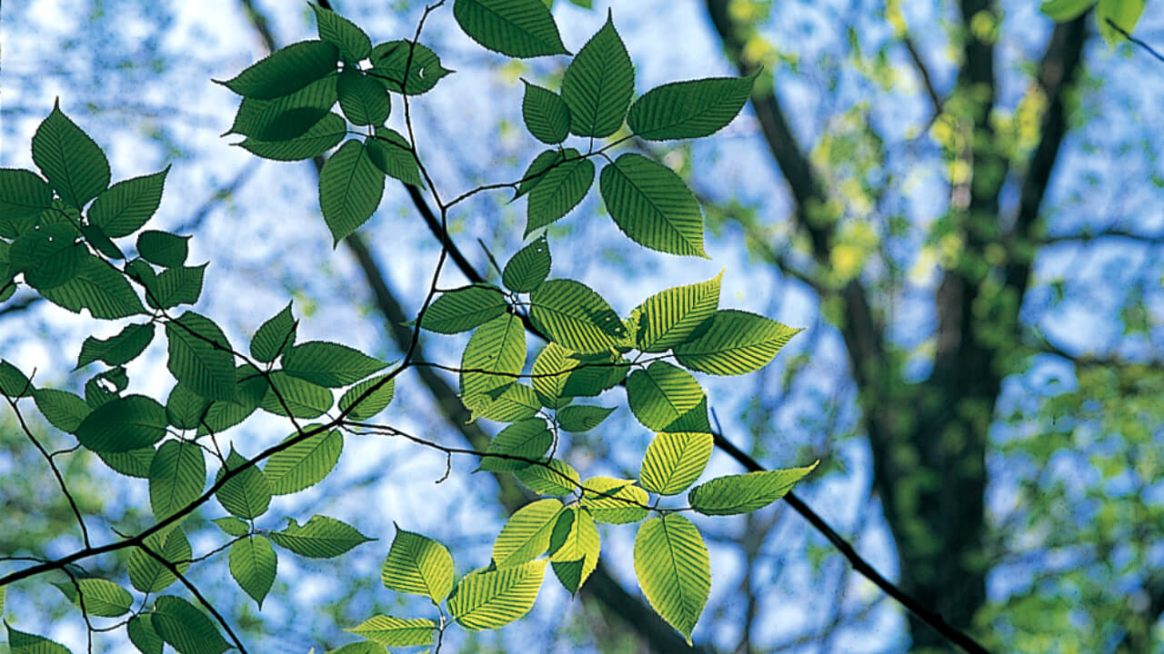 The long-awaited spring has arrived bringing the season for budding trees to shine.