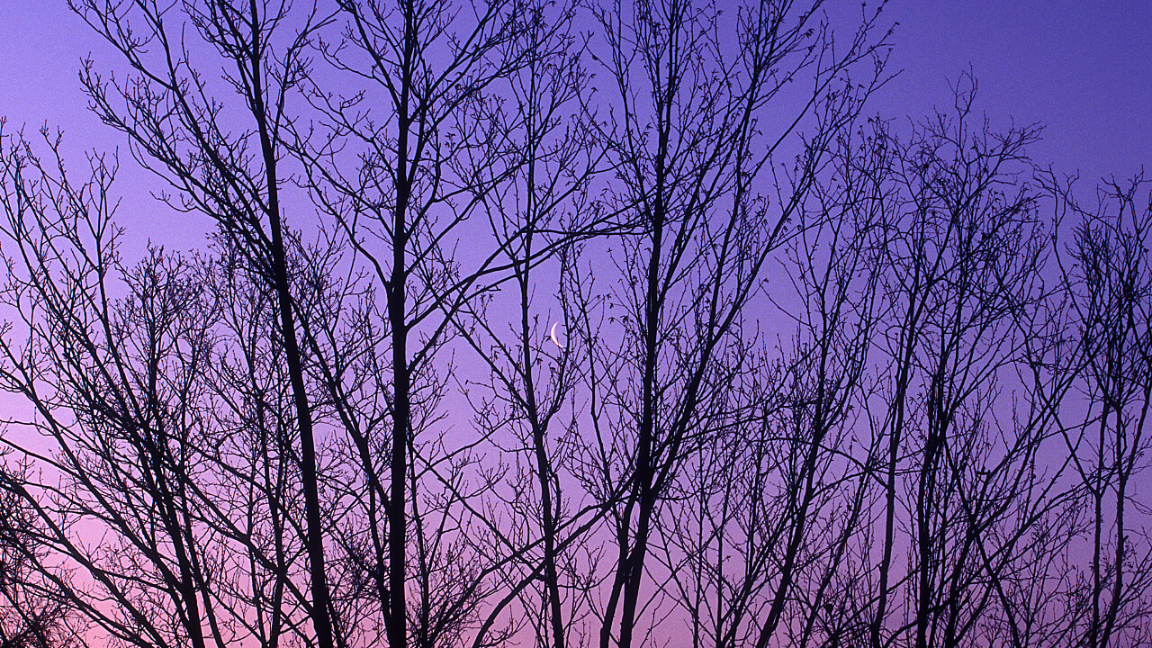 The morning glow of the Numata Forest just before the sun rises in winter.