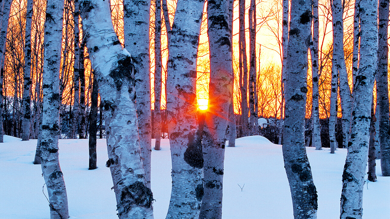 A birch forest stands in the winter.