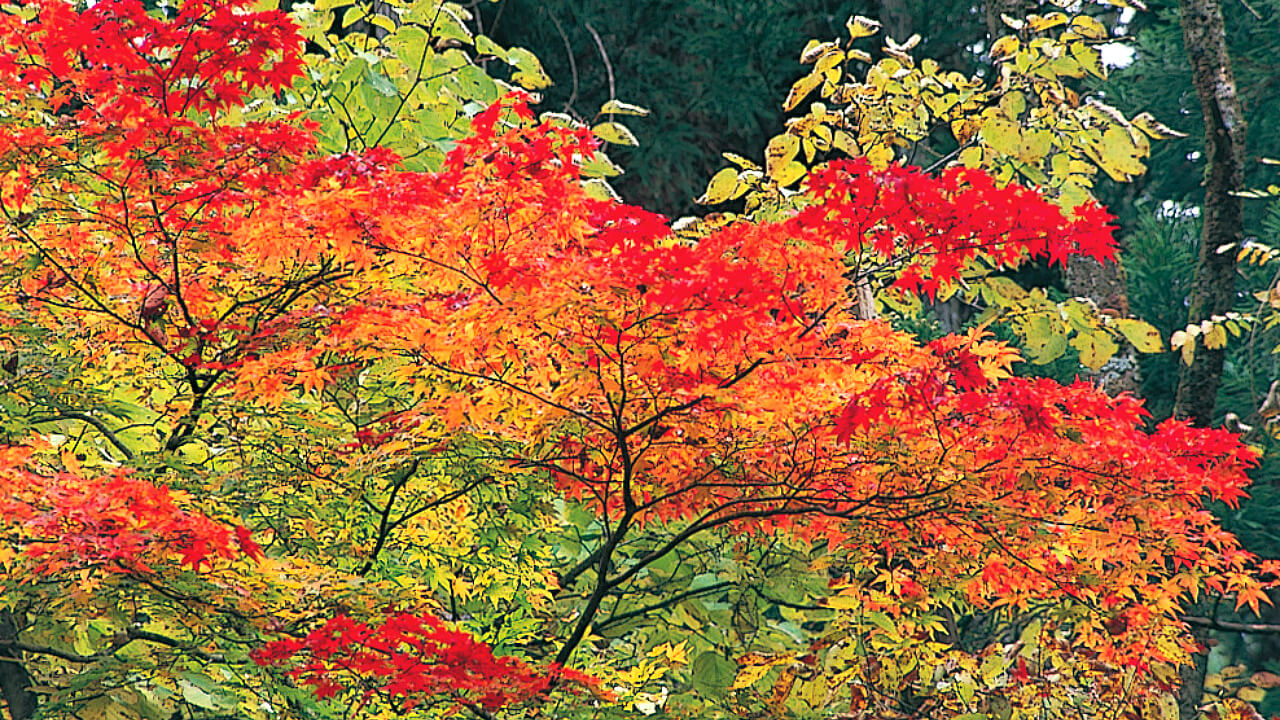 The green of the needle-leaf trees against the red of the broad-leaved trees leaves a deep feeling of autumn.