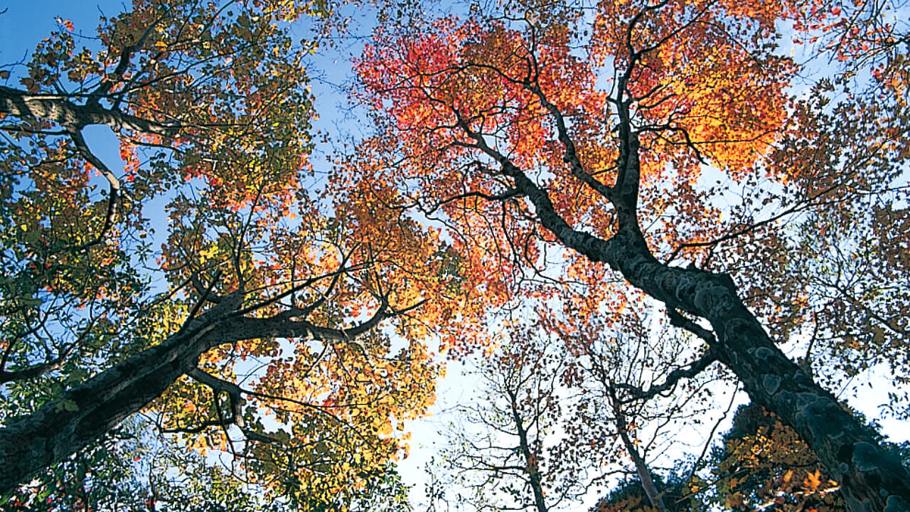 The leaves of the beech and Japanese oak in the Naturally Regenerated Forests start changing color as autumn approaches.