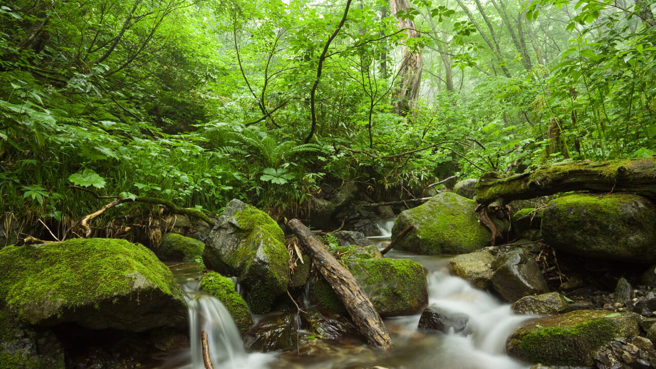 Fresh green leaves in the forests by the waterside. You can almost hear the sound of the mountain stream.