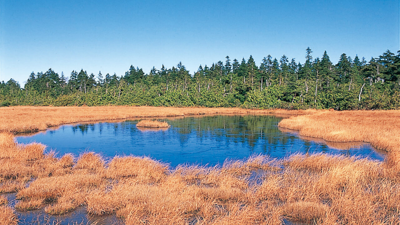 Tashiro Forest in the fall. The high-altitude moorlands turns golden.