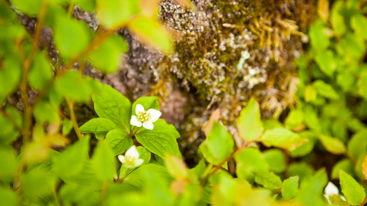 The bunchberry is a perennial plant found in the north central region of central Honshu and Hokkaido. They are often found in subalpine zones.